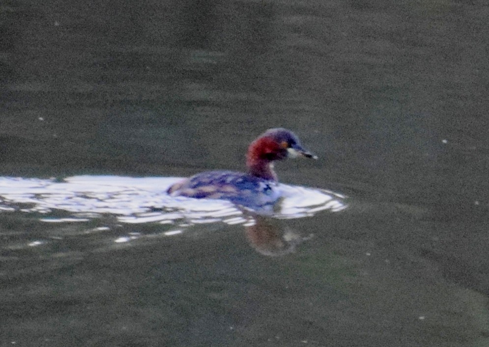 potápka malá - ML290154801