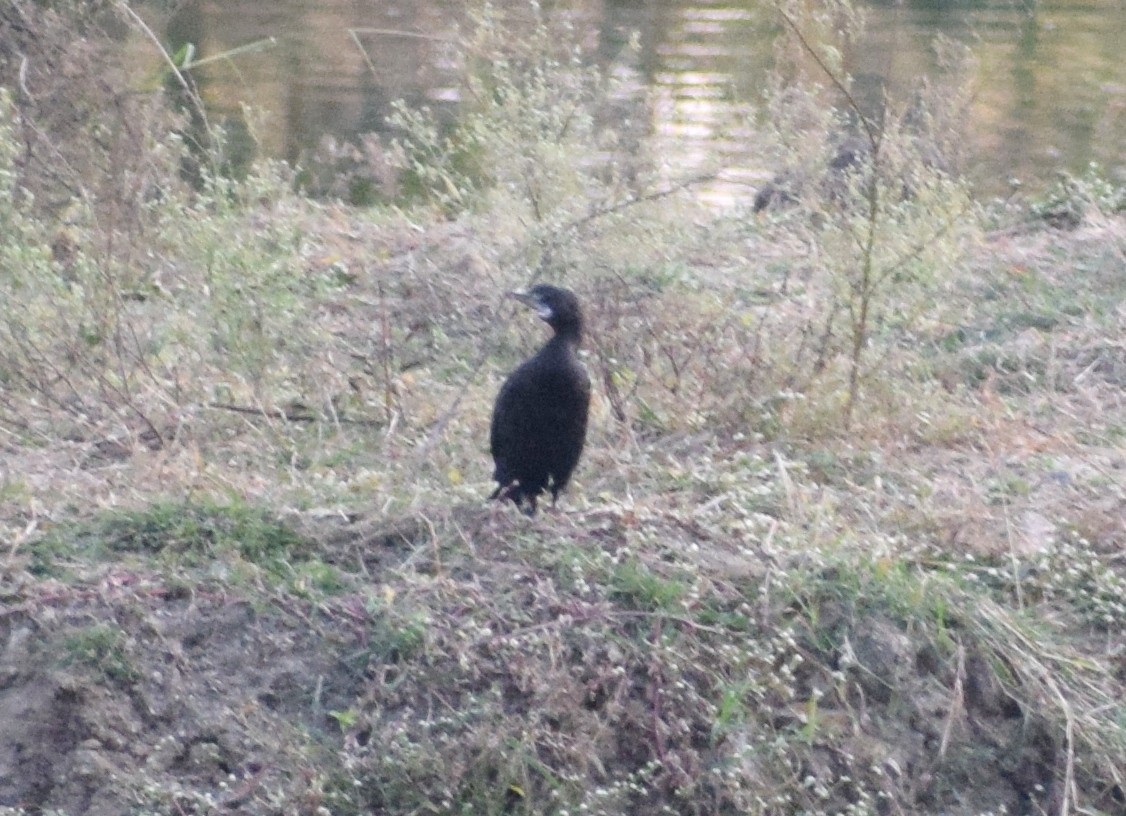 kormorán menší - ML290154891