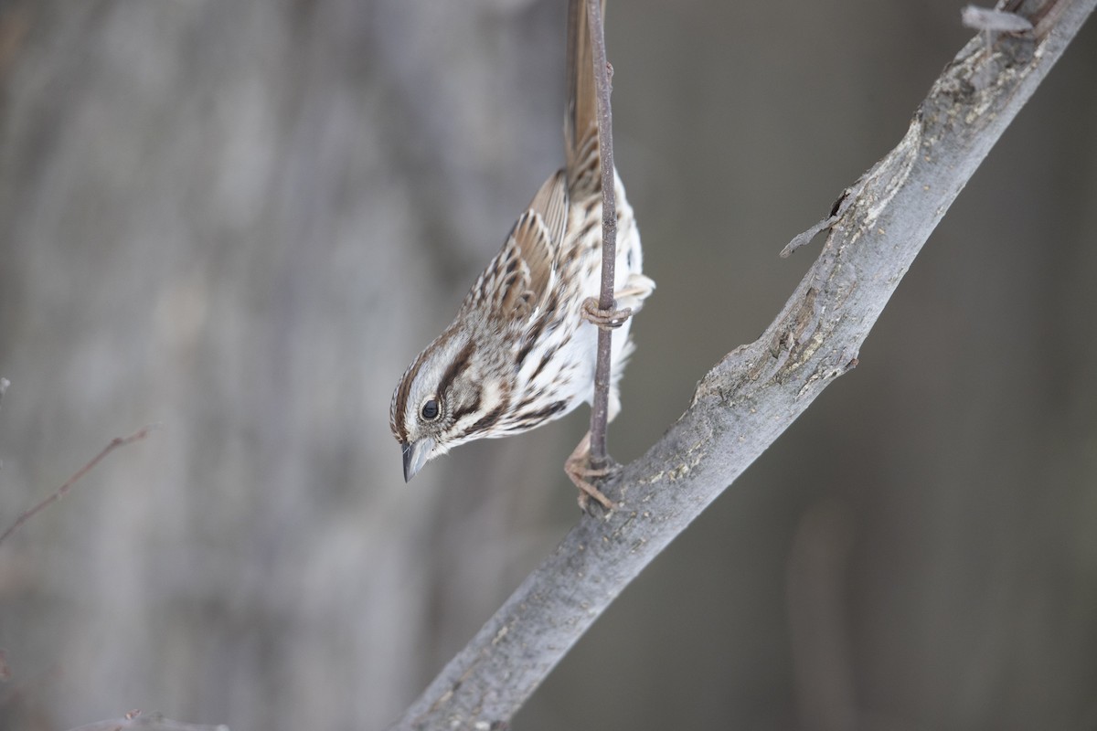 Song Sparrow - ML290156551