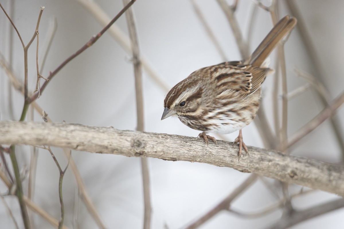 Song Sparrow - ML290156721