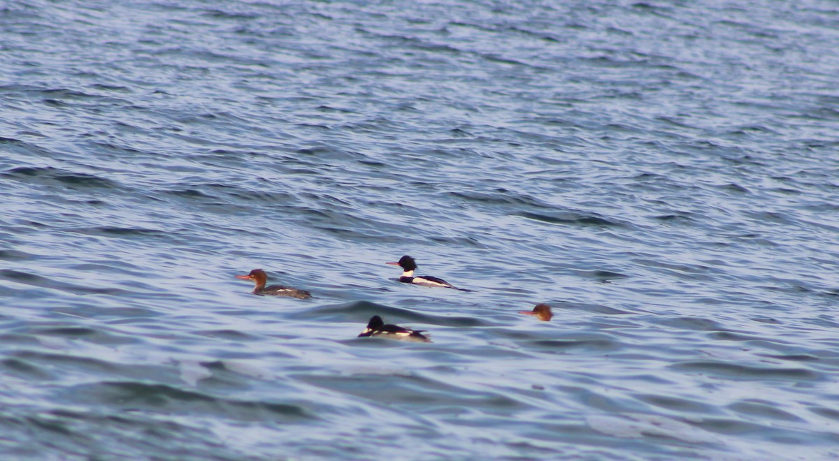 Red-breasted Merganser - ML290157791