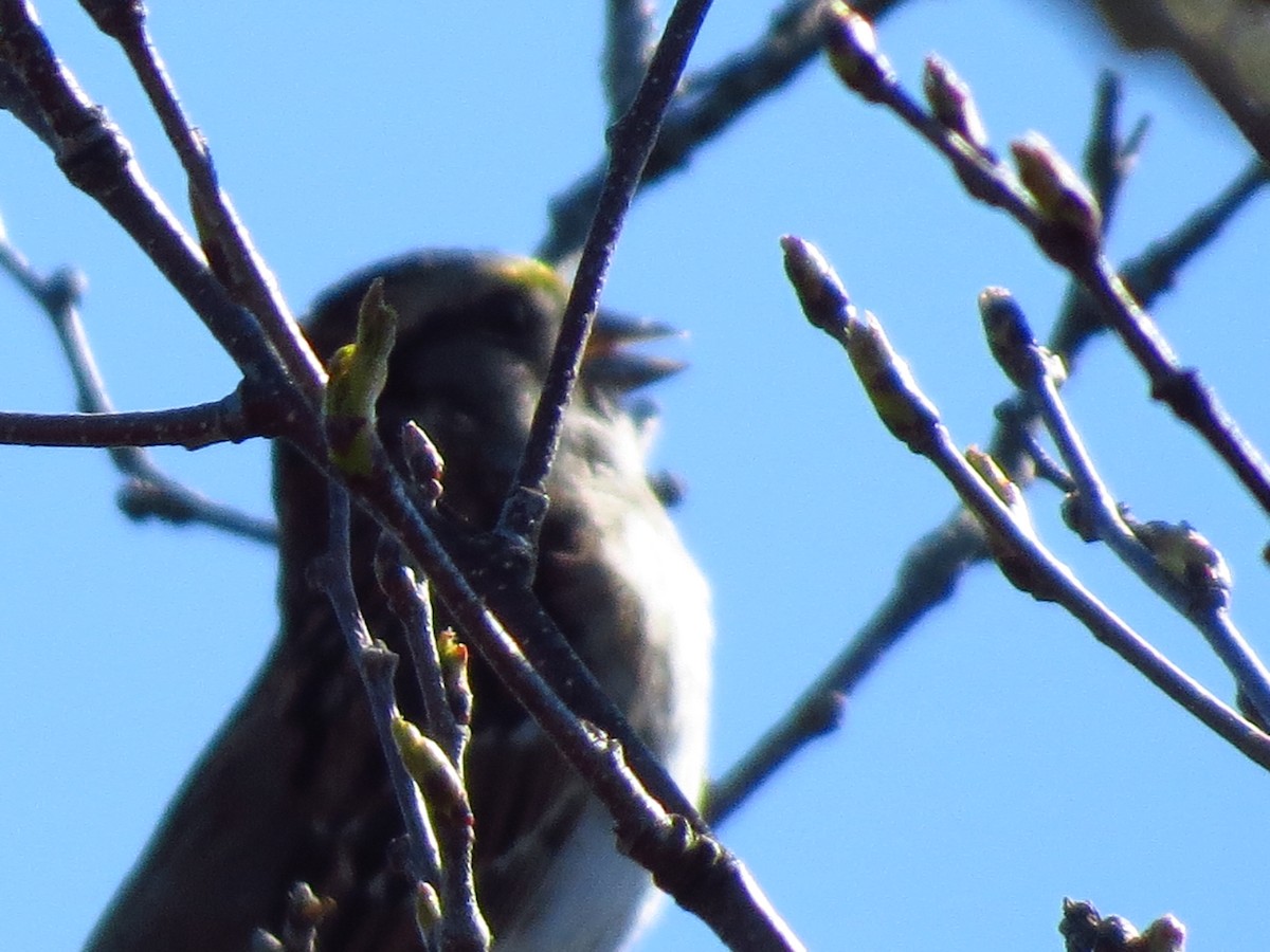 White-throated Sparrow - ML29015821