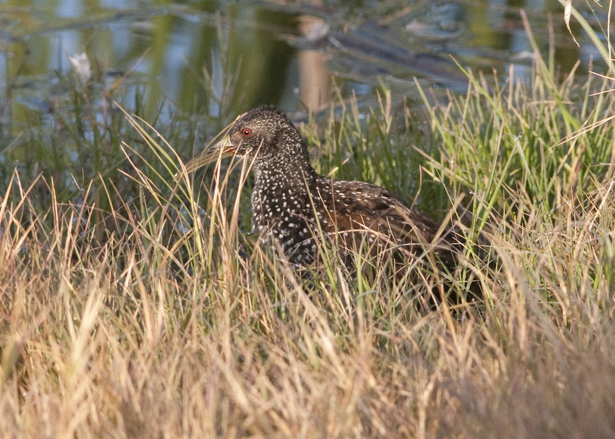 Spotted Rail - Daniel Walker