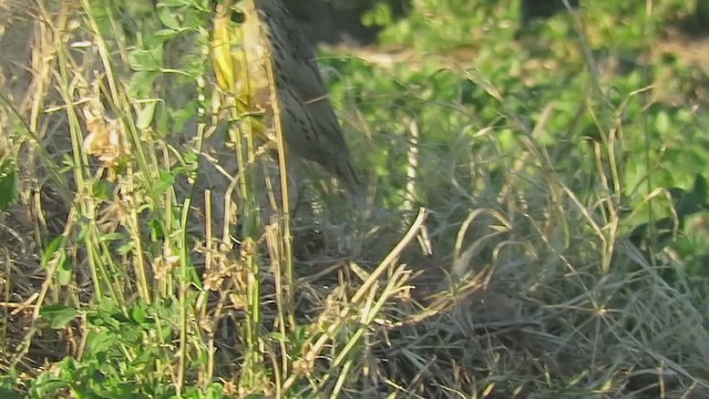 Chihuahuan Meadowlark - ML290159811