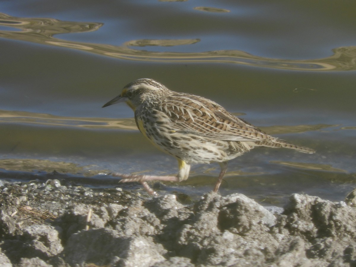 Western Meadowlark - ML290162421