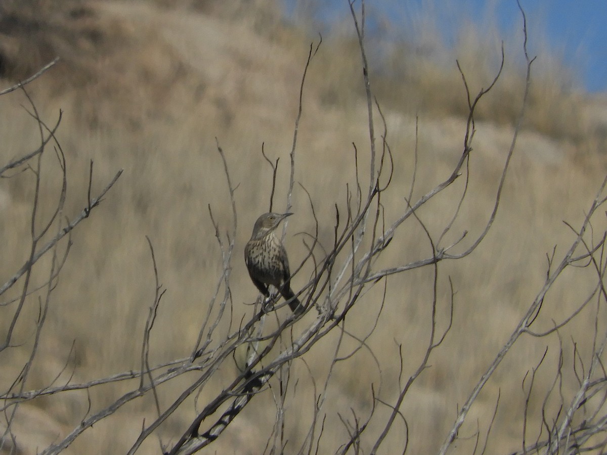 Sage Thrasher - ML290163221