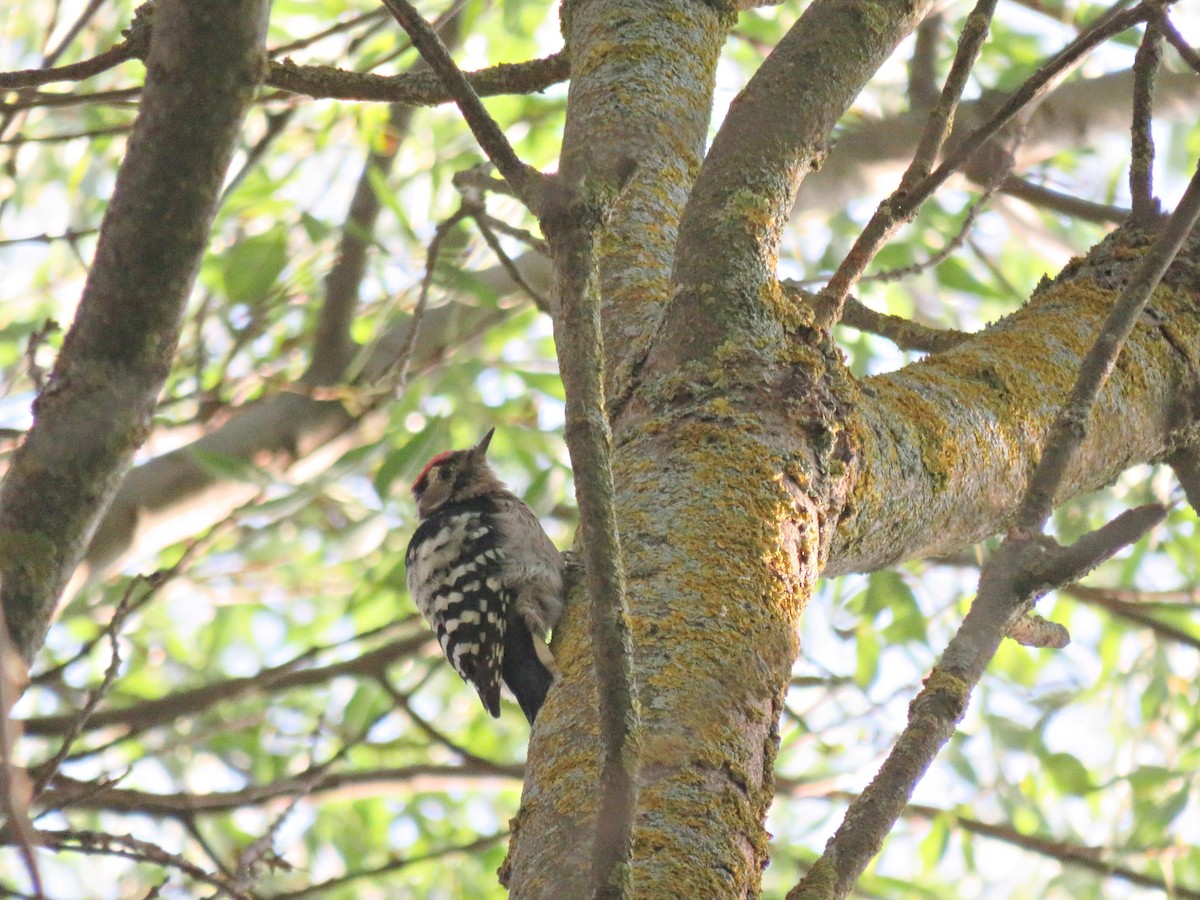 Lesser Spotted Woodpecker - ML290164221