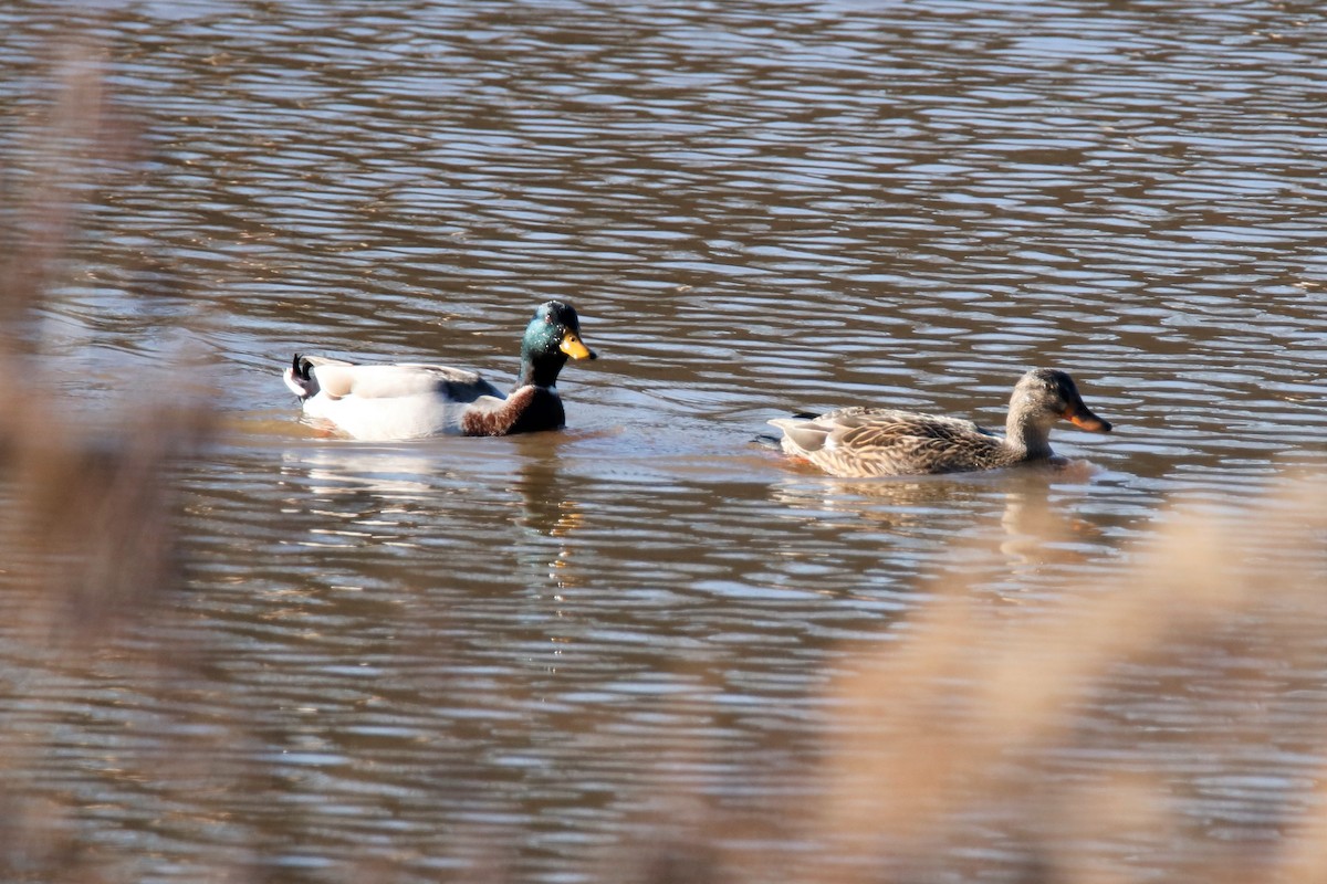 Mallard - ML290165061