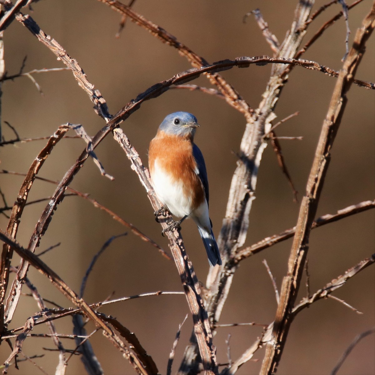 Eastern Bluebird - ML290165191
