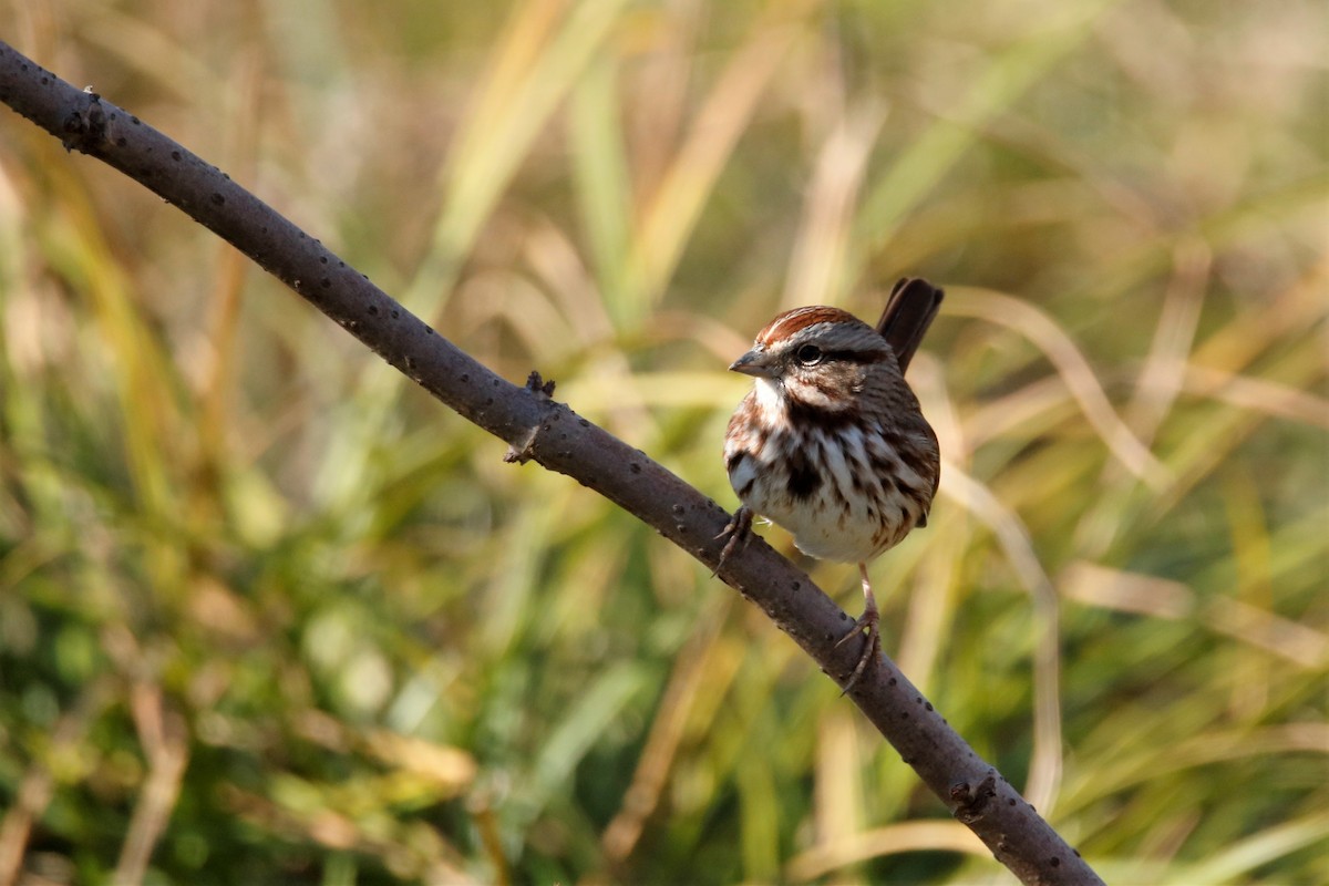 Song Sparrow - ML290165821