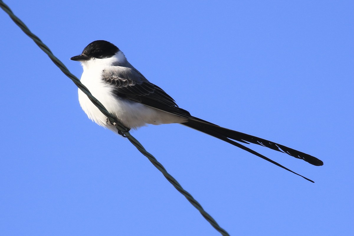 Fork-tailed Flycatcher - ML290166061