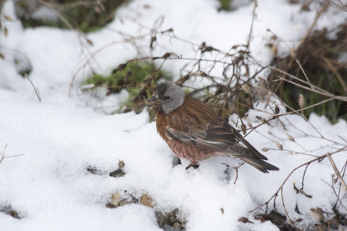 Gray-crowned Rosy-Finch - ML29016611