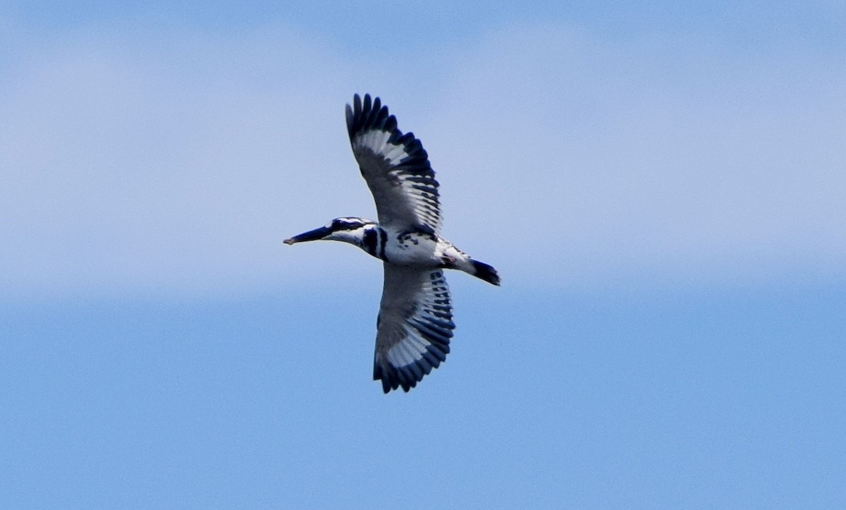 rybařík jižní - ML290166401