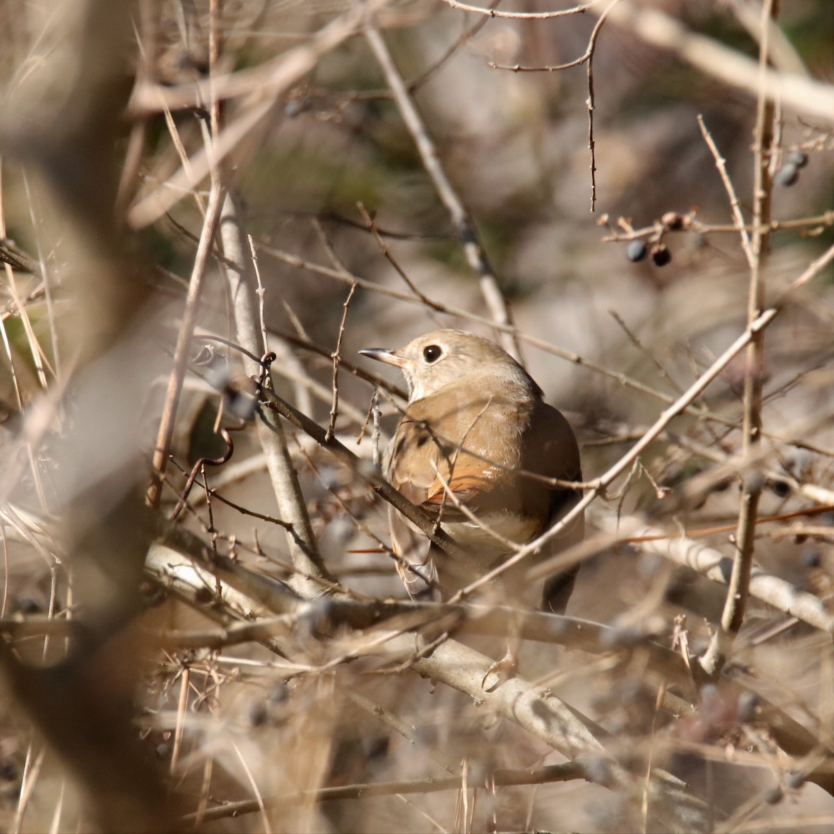 Hermit Thrush - ML290166631