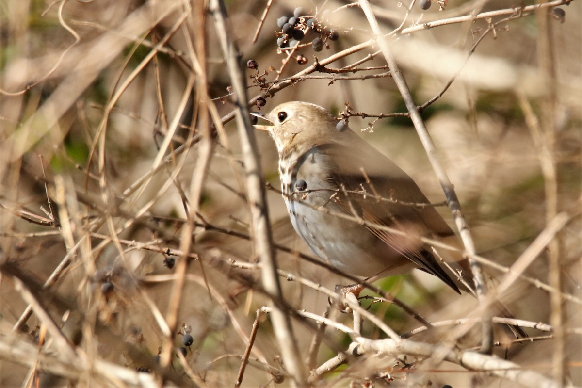 Hermit Thrush - ML290166641