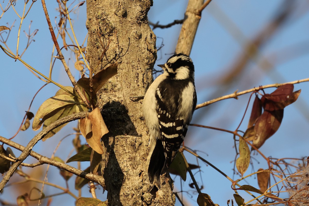 Downy Woodpecker - ML290167331