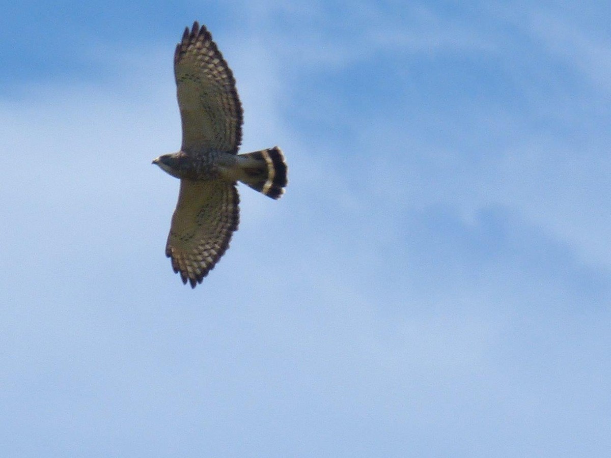 Broad-winged Hawk - Michael DeWispelaere