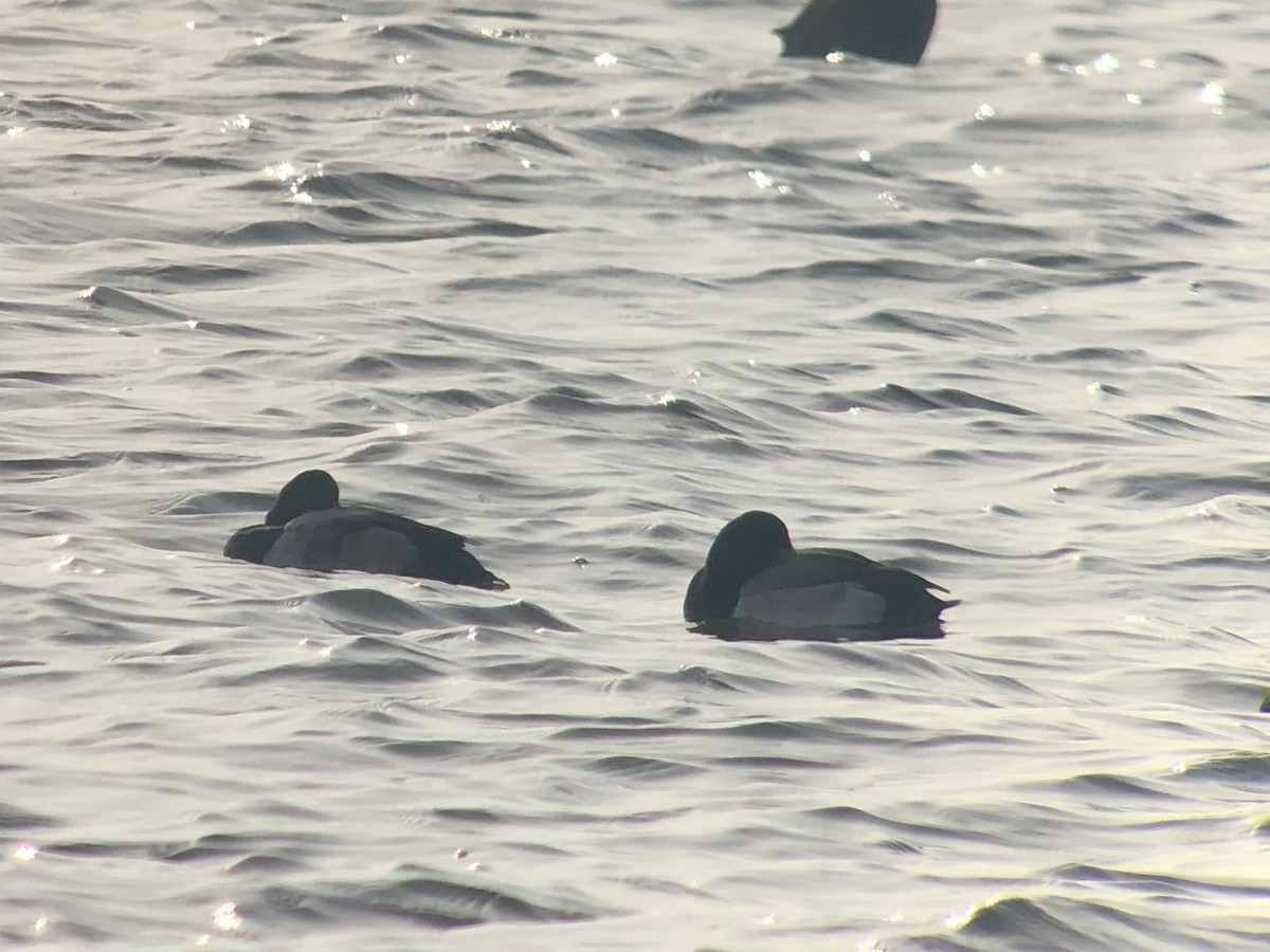 Тэнгисийн шумбуур - ML290167951