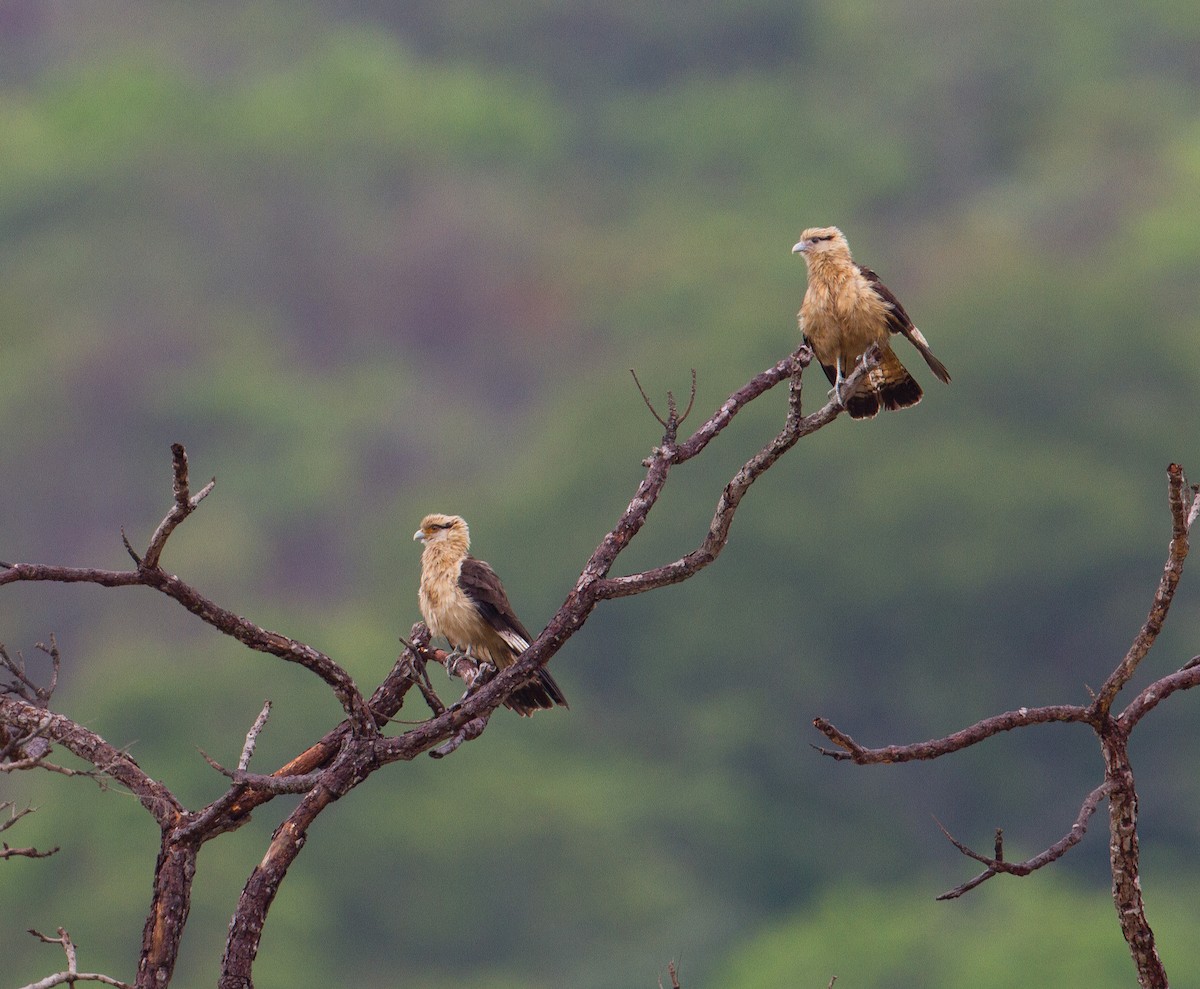 Yellow-headed Caracara - ML290168231