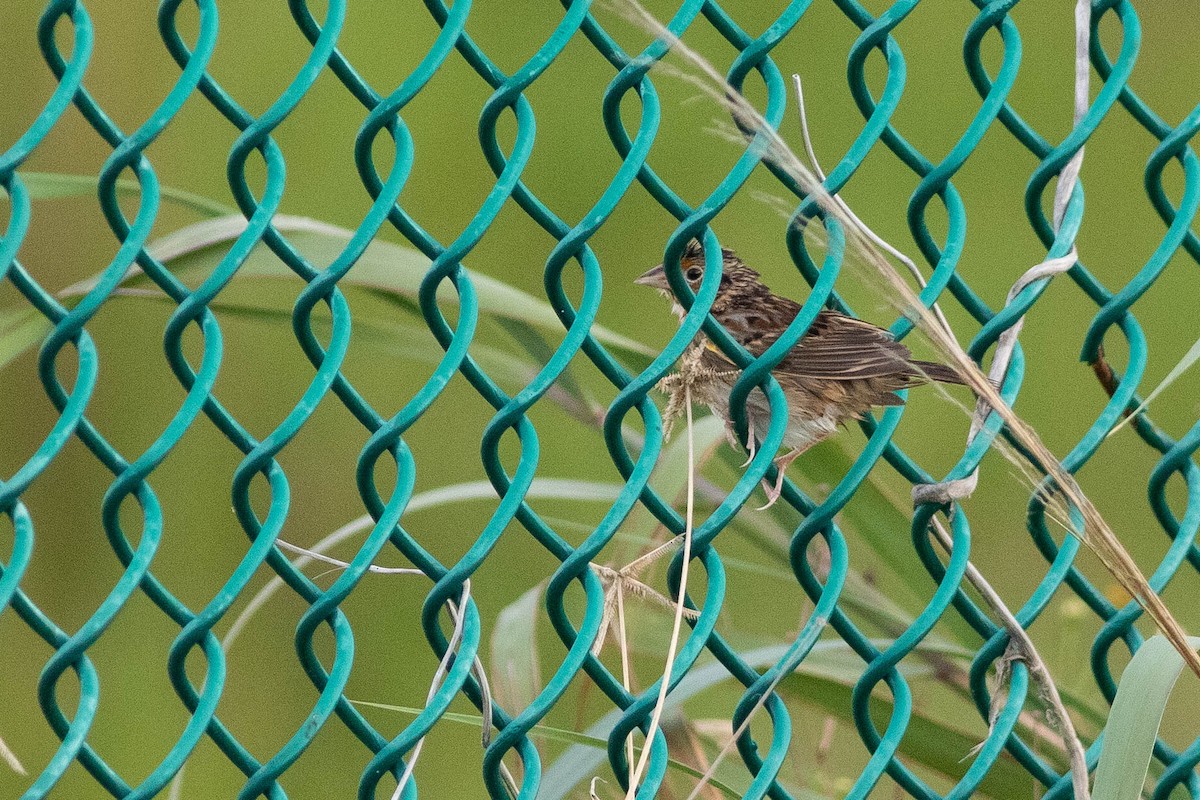 Grasshopper Sparrow - ML290168651