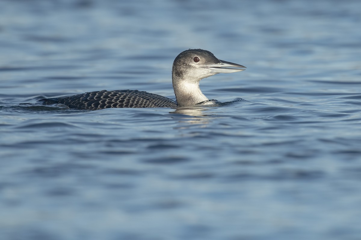 Common Loon - ML290168681