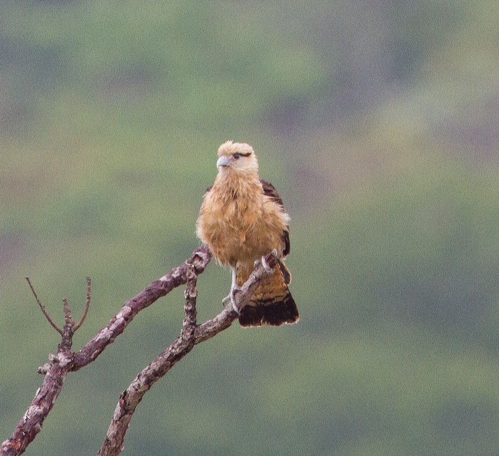 Caracara Chimachima - ML290168801