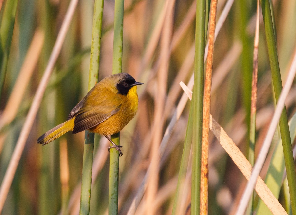 Black-polled Yellowthroat - Ivann Romero