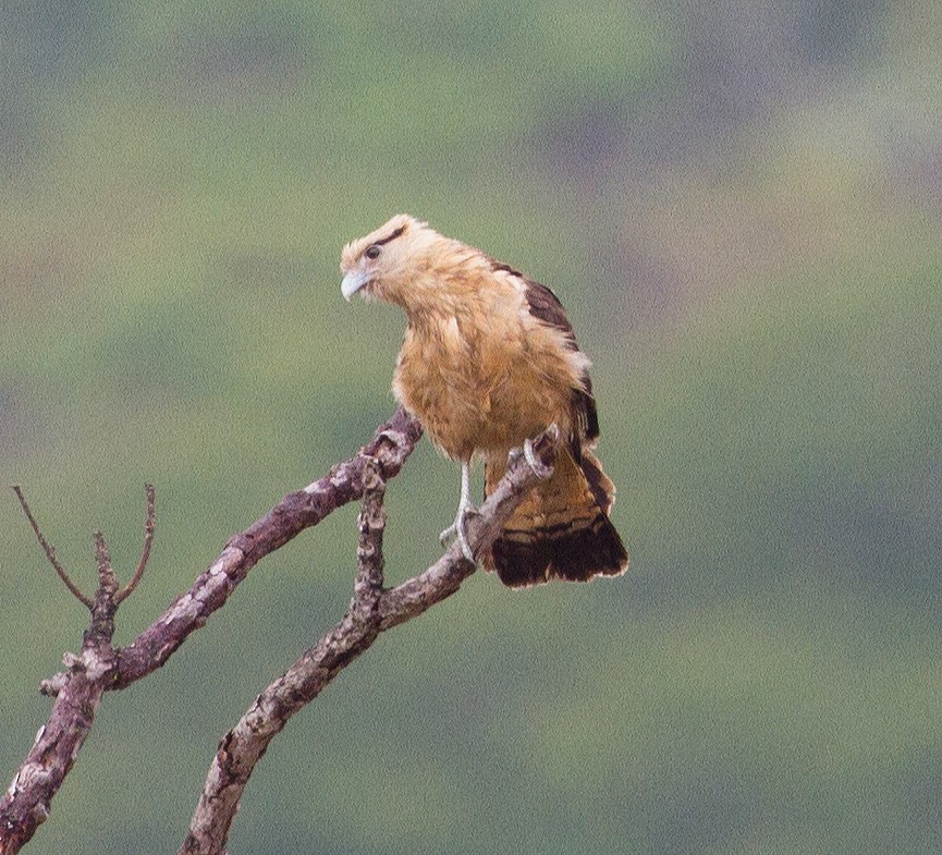 Yellow-headed Caracara - ML290169111