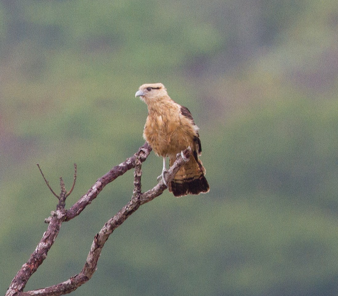 Yellow-headed Caracara - ML290169641