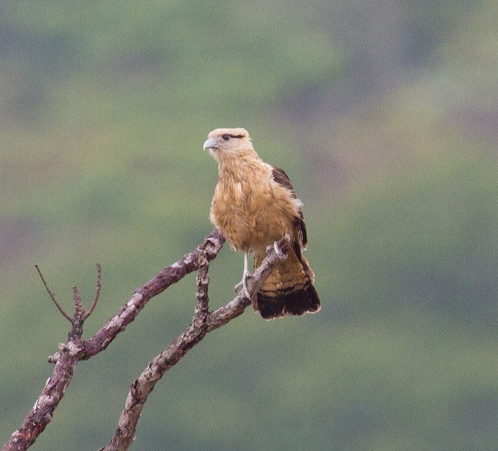 Yellow-headed Caracara - José Martín