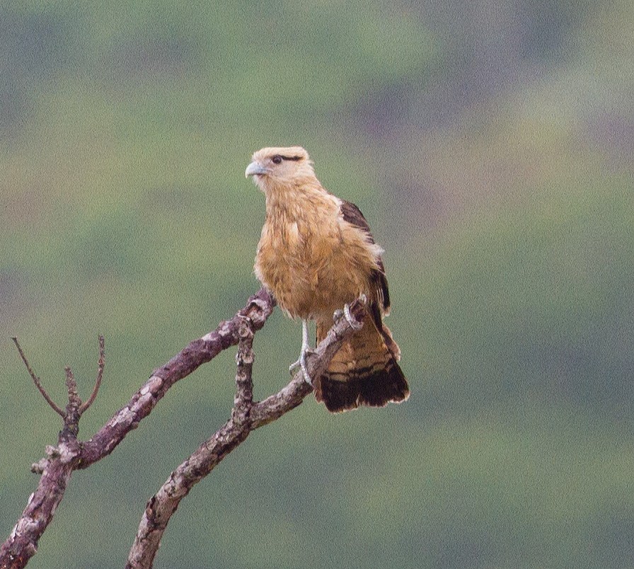 Caracara Chimachima - ML290170161