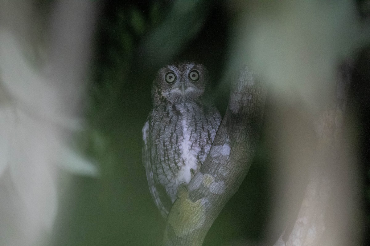 Eastern Screech-Owl - Doug Gochfeld