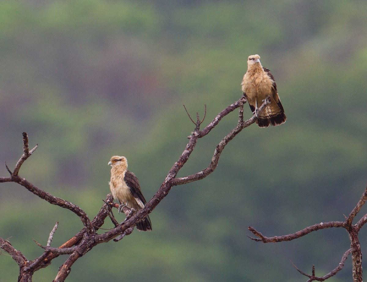 Caracara Chimachima - ML290170611