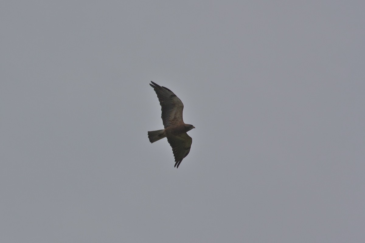 Swainson's Hawk - ML29017091