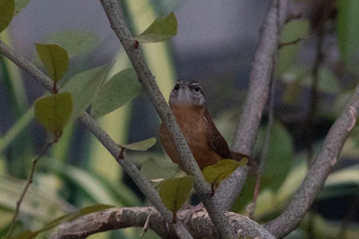 Carolina Wren - ML290171171