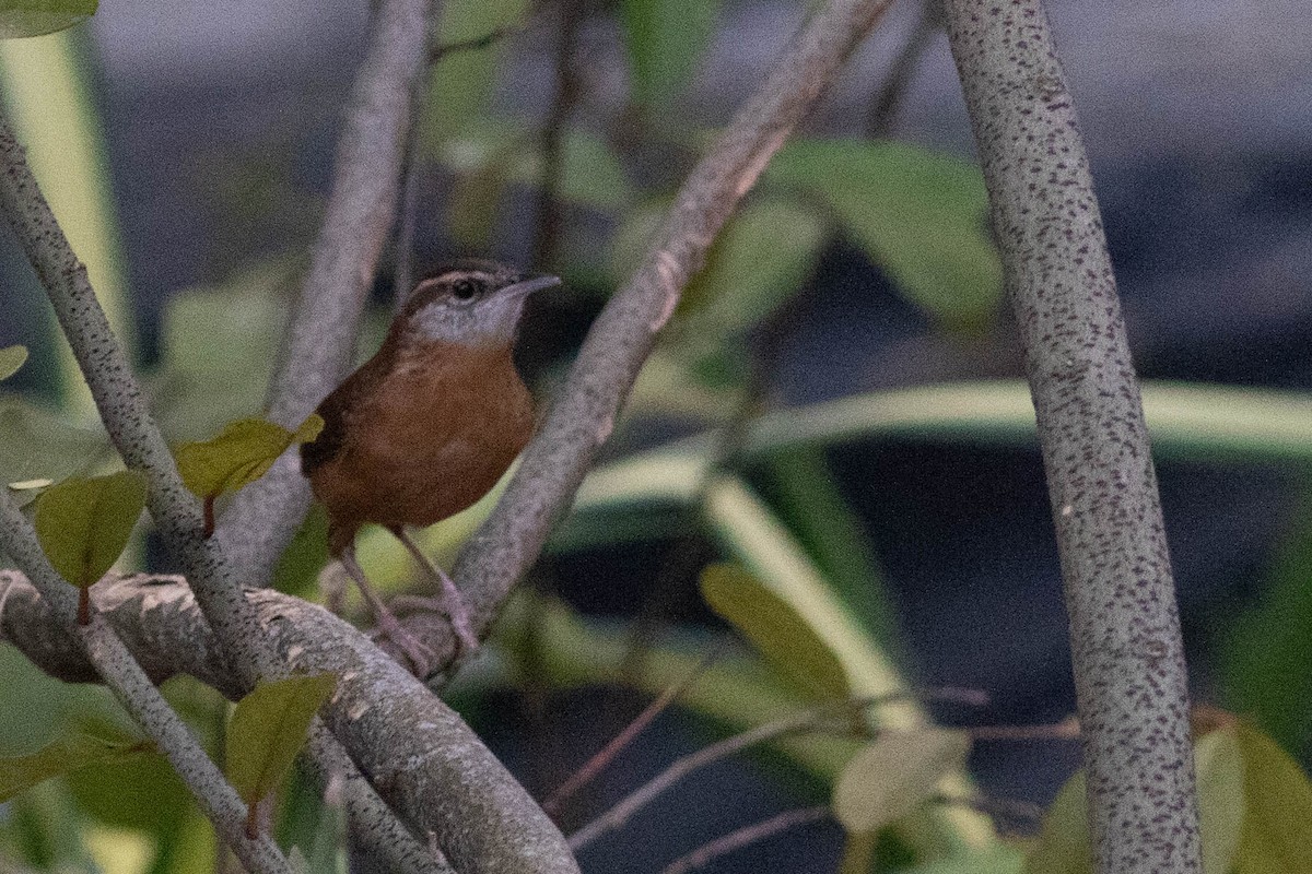 Carolina Wren - ML290171181