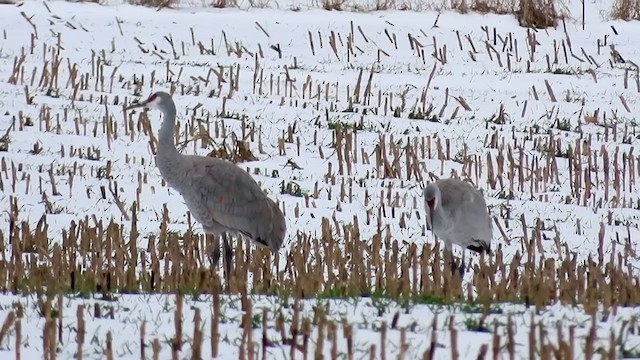 Sandhill Crane - ML290171191