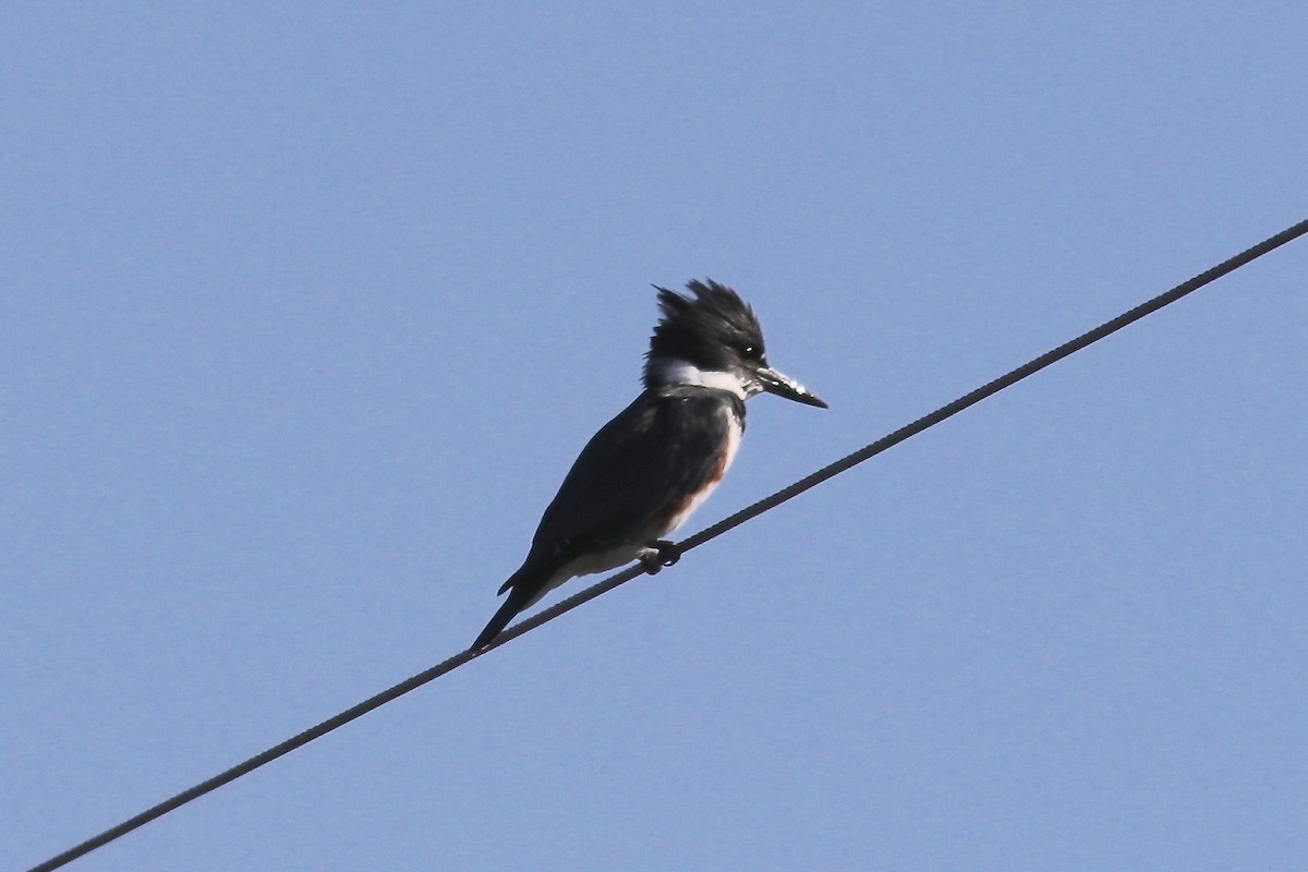 Belted Kingfisher - Ronald Newhouse