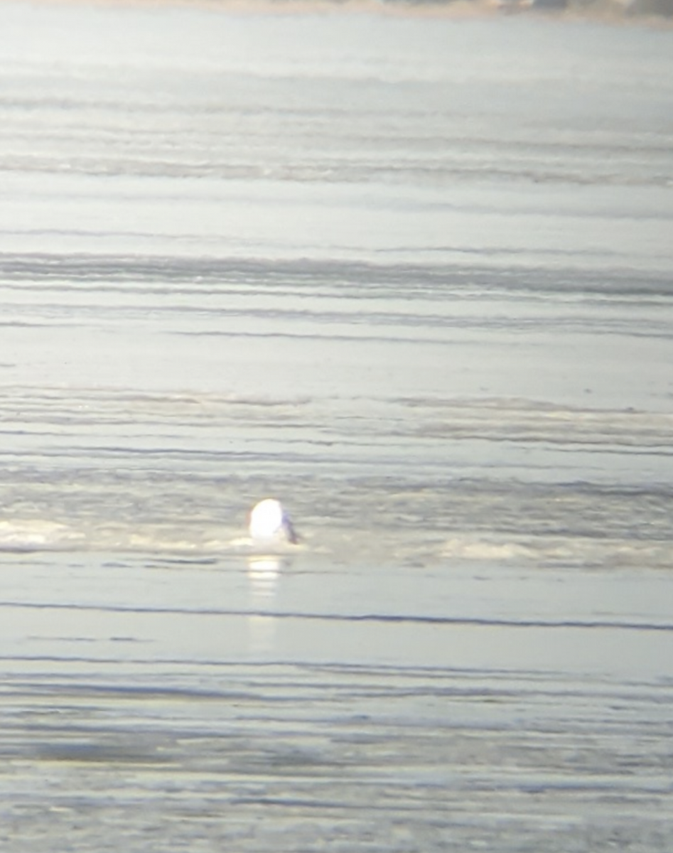 Snowy Owl - ML290173681