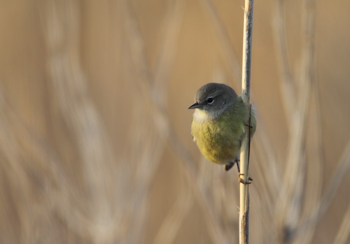 Orange-crowned Warbler - ML290174381