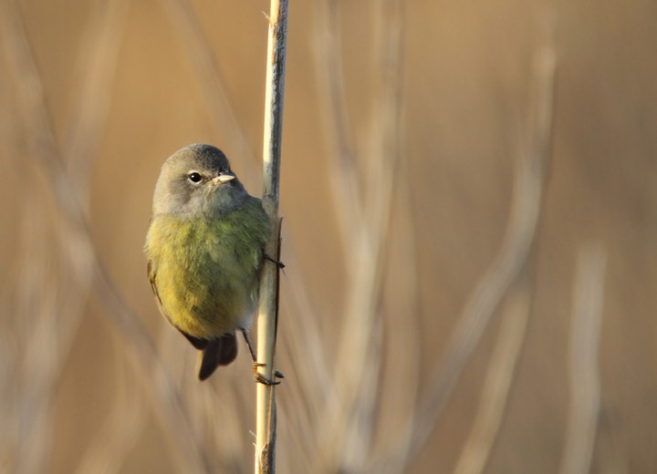 Orange-crowned Warbler - ML290174391