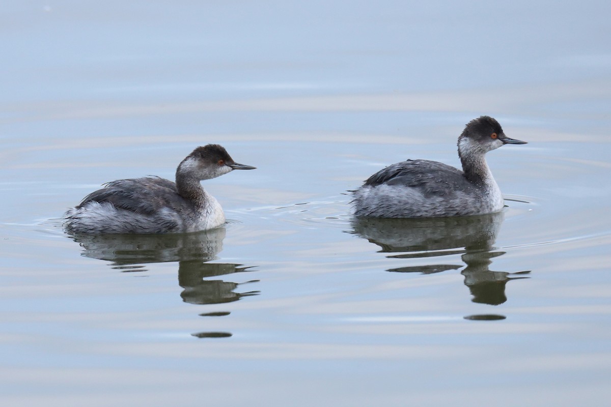 Eared Grebe - ML290175061