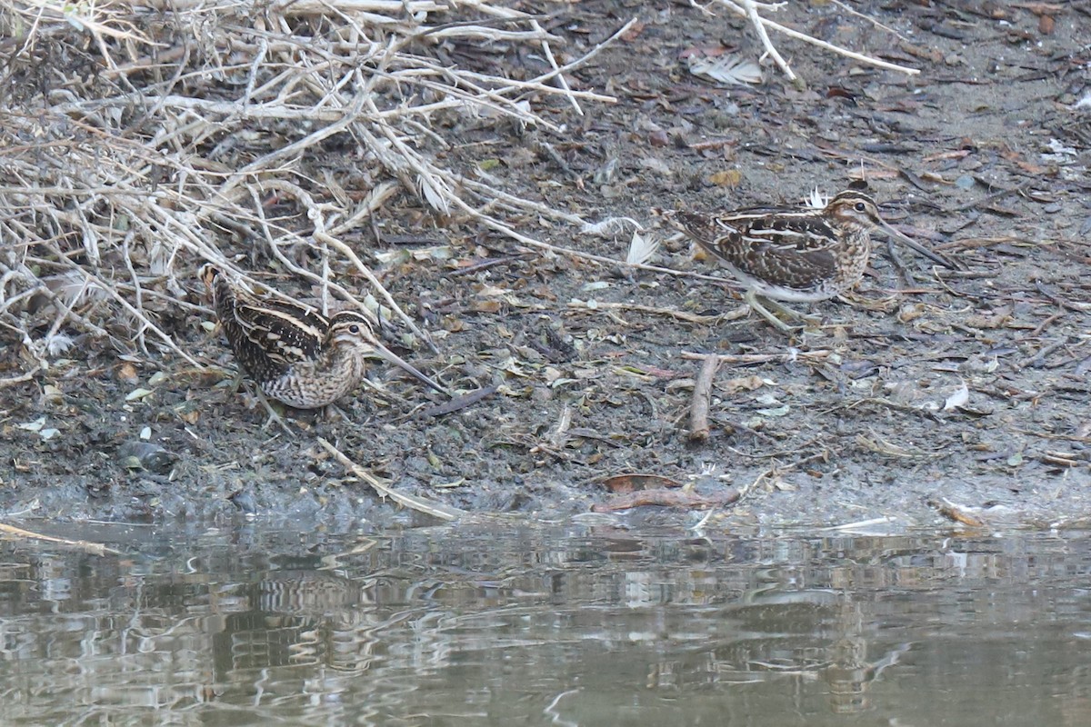 Wilson's Snipe - ML290175231