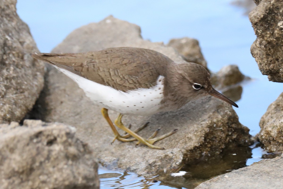 Spotted Sandpiper - ML290175341