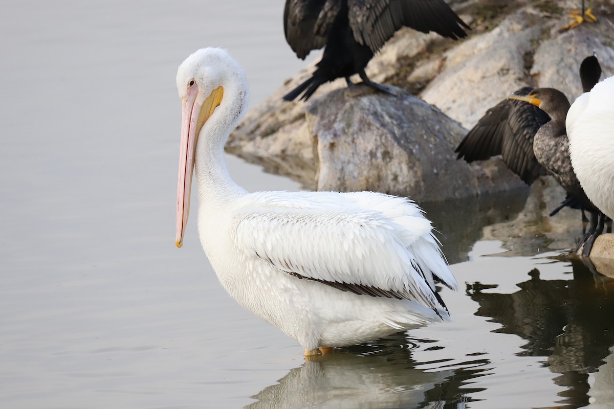 pelikán severoamerický - ML290175401