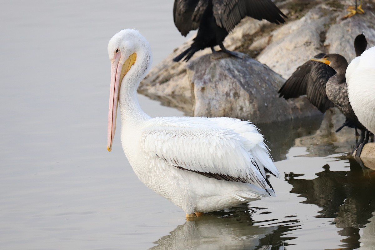 American White Pelican - ML290175401