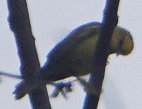 Blue-winged Warbler - ML29017541