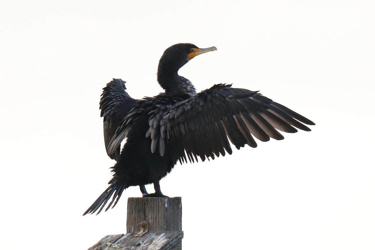 Cormoran à aigrettes - ML290175451