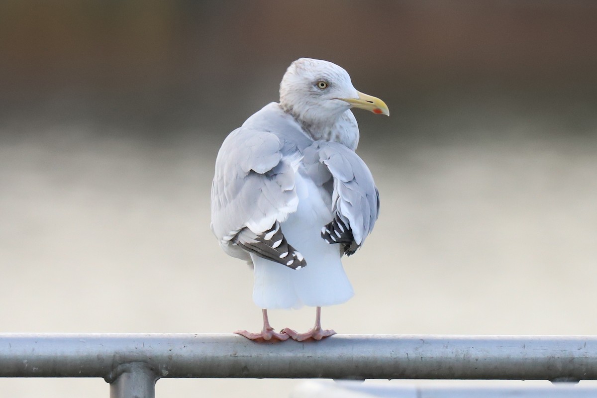 Goéland argenté - ML290175471