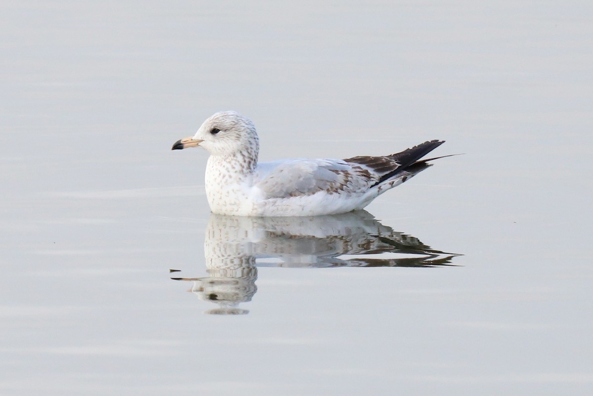 Ring-billed Gull - ML290175521